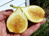 عقل تين يلو لونق نك