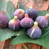 عقل تين عنق الحمام