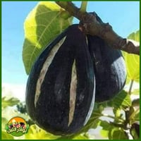 عقل تين الغدان