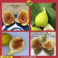 عقل تين عسل سالم