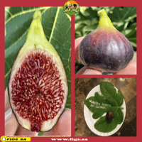 عقل تين كارمن