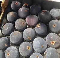 عقل تين زيدي