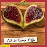 عقل تين كول دي داما روجا