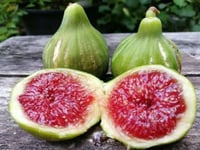 عقل تين جي اتش البحر الأدرياتيكي JH