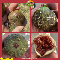 عقل تين بلاك زادار