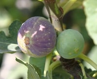 عقل تين زراقي