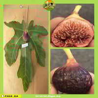 عقل تين السباعي