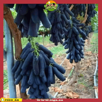 250 عقله عنب الياقوت