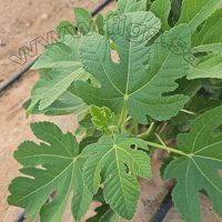 عقل تين عسل ايطاليا