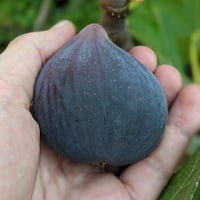 عقل تين بلاك بورصة