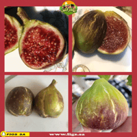 عقل تين باراتجال