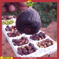 عقل تين براون تركي