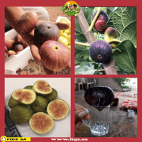 عقل تين منقاوي