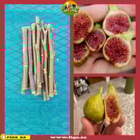 عقل تين فيردينو ديل نورد