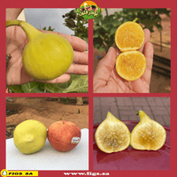 500 عقله تين جولدن رينبو