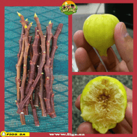 عقل تين حساوي