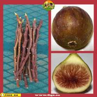 عقل تين جينفز نيرو إف