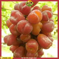 عقل عنب قلبي قليل البذور