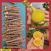 250 عقله تين جولدن رينبو