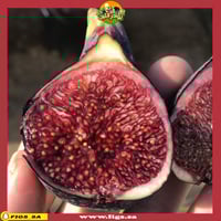 عقل تين ليتمان الأسود