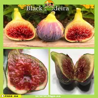 عقل تين بلاك ماديرا