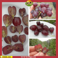 250 عقله عنب قلبي الياباني