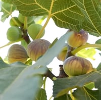 عقل تين زراقي