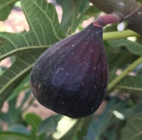 عقل تين فوليت دي بروديكس