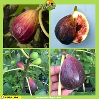 عقل تين تكساس بلو العملاق