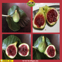 عقل تين وايت ماديرا #1