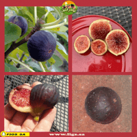 عقل تين لوسو سكوات