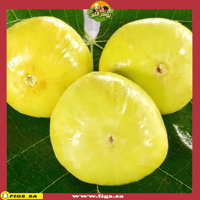 عقل تين قسنطينة دي الجزائر (CDA)