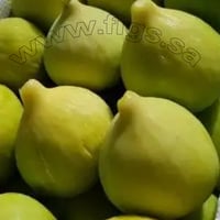 عقل تين ايرلي قرين