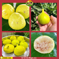 عقل تين قسنطينة دي الجزائر (CDA)