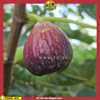 عقل تين براون تركي