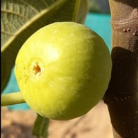 عقل تين ماري لين