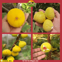 عقل تين اسباني اصفر