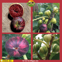 عقل تين مارتينينكا ريمادا