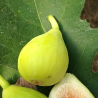 عقل تين عسل سالم