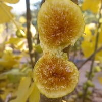 عقل تين اردني ابيض