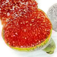 عقل تين ببلفيدير ( BVR )