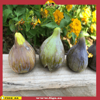 عقل تين كول دي دام قريس (باود)