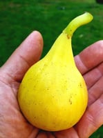 عقل تين يلو لونق نك