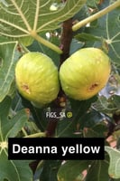 عقل تين ديانا