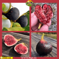 عقل تين راسبيري لاتيه