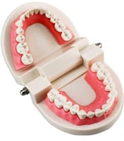 مجسم اسنان تعليمي للأطفال