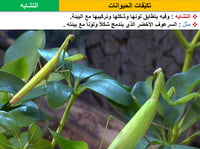 علوم خامس ابتدائي-الفصل الدراسي الأول