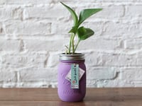 نبته بوتس بالميسن جار -لون بنفسجي