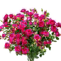 فازة بيبي روز