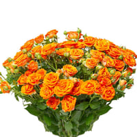 فازة بيبي روز